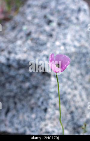 Rosa Mohn auf dem Stein Stockfoto