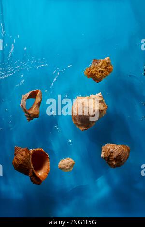 Sammlung von wunderschönen Muscheln und Krabben in leuchtend blauem Wasser des Ozeans mit Wellen und Blasen Stockfoto