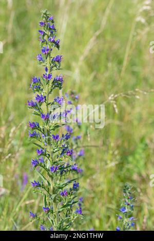 Blütenblatt der blauen Viper, Echium vulgare Stockfoto