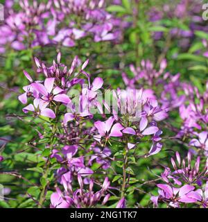 Spinnenblume, Cleome spinosa, im Garten Stockfoto