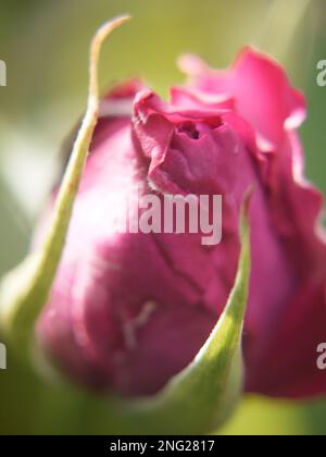 Makro eines entfaltenden Rosenknospens: Hybridtee Rose zweimal in Einem Blaumond Stockfoto