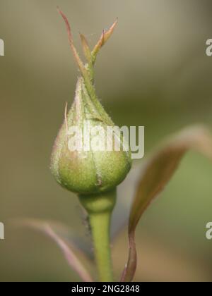 Makro eines eng gefurzten Rosenknospens: Hybridtee Rose zweimal in Einem Blaumond Stockfoto
