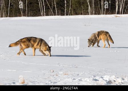 Graue Wölfe (Canis lupus) schnüffeln im Winter auf Schneefeldern – in Gefangenschaft lebende Tiere Stockfoto