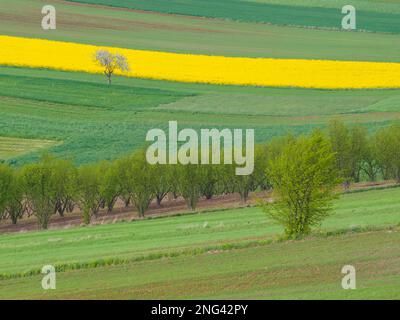 Junge grüne Getreidekörner. Gepflügte Felder. Blühender Rapssamen. Bäume und Büsche. Roztocze. Ostpolen. Stockfoto