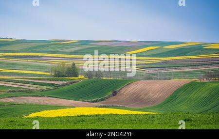 Junge grüne Getreidekörner. Gepflügte Felder. Blühender Rapssamen. Schwache Sonne beleuchtet Felder, Feldränder, Bäume und Büsche. Roztocze. Ostpolen Stockfoto