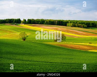 Junge grüne Getreidekörner. Gepflügte Felder. Blühender Rapssamen. Schwache Sonne beleuchtet Felder, Feldränder, Bäume und Büsche. Roztocze. Ostpolen Stockfoto