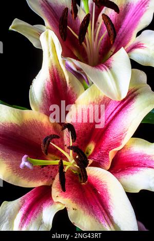 Rosa und weiße Tiger lily Stockfoto