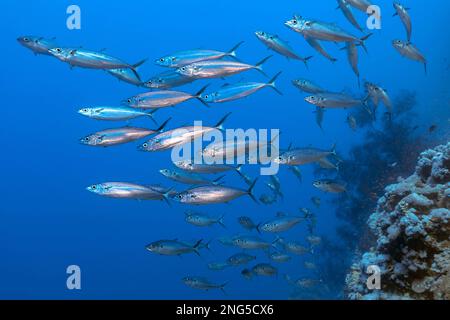 Makrele, Decapterus macarellus, Habili Ali, St. Johns, Rotes Meer, Ägypten, Indischer Ozean Stockfoto