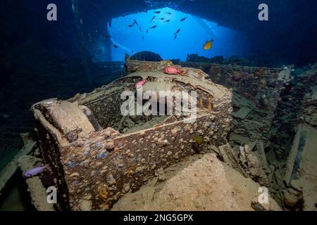 SS Thistlegorm Schiffswrack, ein britisches Frachtschiff, das 1941 während des Zweiten Weltkriegs von deutschen Bomberflugzeugen versenkt wurde, militärischer Lastwagen im Frachtraum, Ras Muha Stockfoto