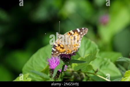 Britischer Schmetterling auf lila Blütenkopf - Gemälzter weiblicher Schmetterling vanessa cardui, der auf Knapweed ruht Stockfoto