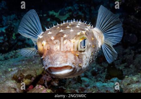 Gelbfleckiger Burrfish, Cyclichthys spilostylus, alias Spotbase Burrfish, Ägypten, Rotes Meer, Indischer Ozean Stockfoto