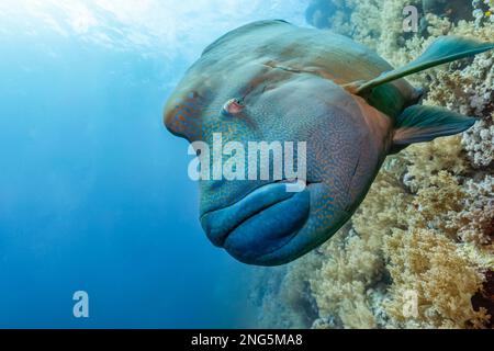 Napoleon, Humphead Wrasse, Cheilinus undulatus, Daedalus Reef, Marine Park South, Rotes Meer, Ägypten Stockfoto