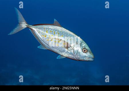 Insel, Carangoides Orthogrammus, Ägypten, Rotes Meer, Indischer Ozean Stockfoto