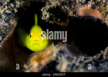 Gelber Clowngoby, Gobiodon okinawae, auch bekannt als Okinawa-Goby oder gelbe Korallengoby. Lembritstrait, Bitung, North Sulawesi, Indonesien, Molukkensee, Indo-Pacif Stockfoto