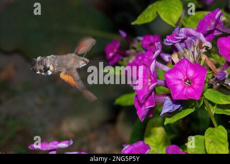 Macroglossum stellatarum, Hummingbird Hawk-Motte, Taubenschwänzchen, im Flug, auf Phlox, In einem Landhausgarten Stockfoto