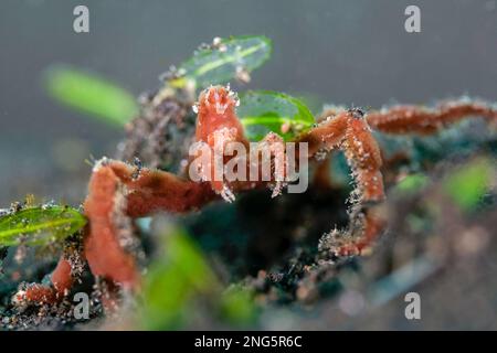 Orang-Utan-Krabbe, Achaeus japonicus, Lembritstraße, Bitung, Nordsulawesi, Indonesien, Molukkensee, Indopazifischer Ozean Stockfoto