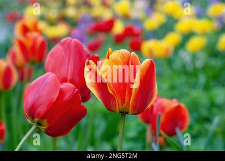 Tulipa, Tulips, Tulpen, in einem Landhausgarten Stockfoto