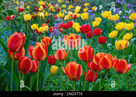 Tulipa, Tulips, Tulpen, in einem Landhausgarten Stockfoto