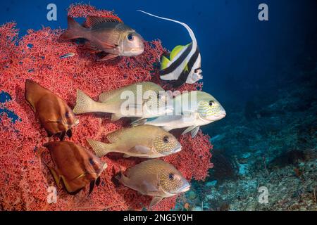 Zitronenfische, Plectorhinchus flavomaculatus, Dornhai, Platax pinnatus, Langleinenfisch, Heniochus acuminatus und Großaugenimperator, Monotaxis gr Stockfoto