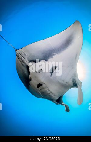 Großer Mantarochen, Mobula birostris, Risikokinseln, Raja Ampat, West-Papua, Indonesien, Indopazifischer Ozean Stockfoto