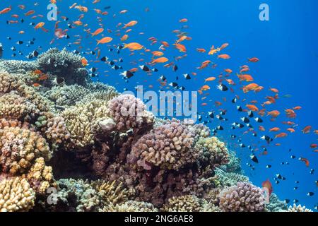 Sea goldie, Pseudanthias squamipinnis, Halb und Halb Chromis, Pycnochromis iomelas, über hartem Korallenriff, Habili Marsa Alam, Marsa Alam, Rotes Meer, Egg Stockfoto