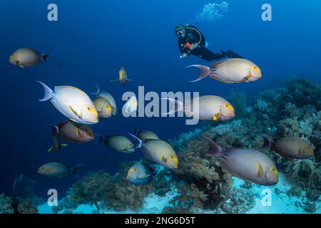 Gelbflossenchirurg, Acanthurus xanthopterus, alias Cuviers Chirurg, Schule und Taucher, Tubbataha Reef, Tubbataha Natural Park, Tubbataha Re Stockfoto