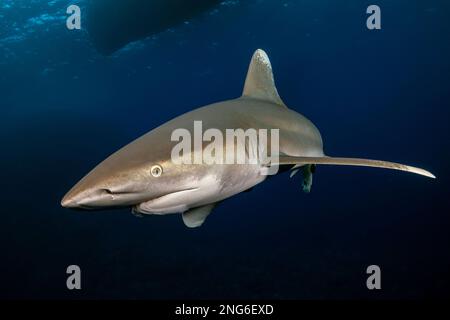 Weißspitzen-Hochseehai, Carcharhinus longimanus, Elphinstone Reef, Marsa Alam, Ägypten, Rotes Meer, Indischer Ozean Stockfoto