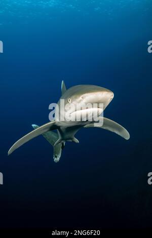 Weißspitzen-Hochseehai, Carcharhinus longimanus, Elphinstone Reef, Marsa Alam, Ägypten, Rotes Meer, Indischer Ozean Stockfoto