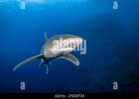 Weißspitzen-Hochseehai, Carcharhinus longimanus, Elphinstone Reef, Marsa Alam, Ägypten, Rotes Meer, Indischer Ozean Stockfoto