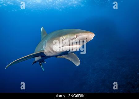 Weißspitzen-Hochseehai, Carcharhinus longimanus, Elphinstone Reef, Marsa Alam, Ägypten, Rotes Meer, Indischer Ozean Stockfoto