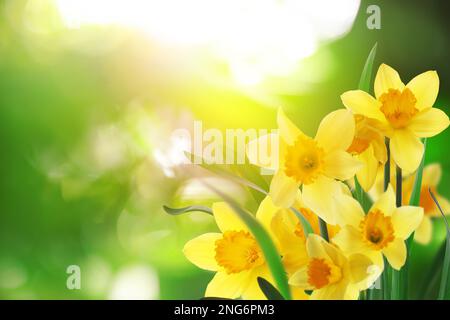 Wunderschöne blühende gelbe Narzissen draußen an sonnigen Tagen, Platz für Text Stockfoto