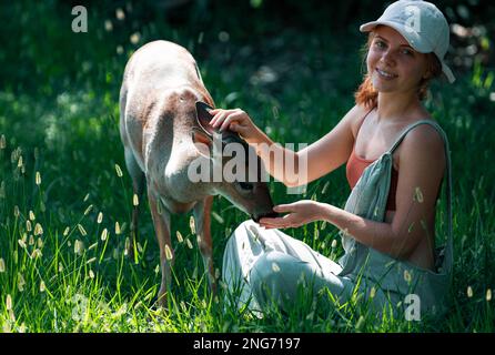 Frau füttert bambi-Hirsche. Einheit mit der Natur. Konzept der wilden Tiere. Mädchen füttert Rehkitz. Tier im Park. Stockfoto