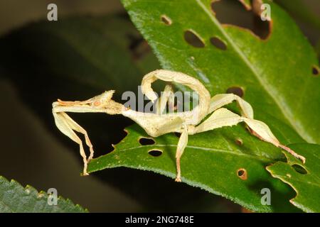 Spiny Leaf Insekt, Extatosoma tiaratum. Männlich, auch bekannt als Macleys Spectre Stick Insekte, Riesenschwanz Insekte und Australian Walking Stick Stockfoto