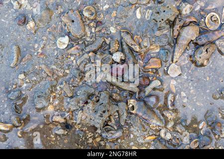 Muschel, gebrochene Korallen und Steine im schlammigen Sand bei Ebbe Stockfoto