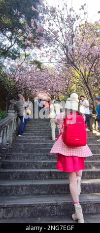 Bishanyan Cherry Blossoms, Taipei City - 17. Februar 2023 : Bishanyan Cherry Blossom Tunnel, Taipei City, Taiwan Stockfoto