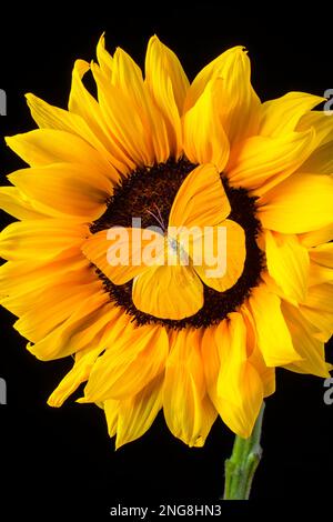 Gelber Schmetterling Auf Sonnenblumen Still Life Stockfoto