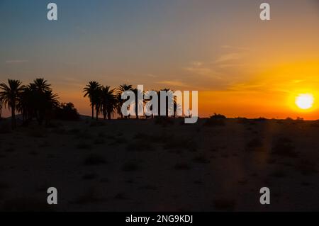 Wunderschöner Sonnenuntergang mit Palmen Silhouetten am Salzsee Chott el Djerid, Sahara Wüste, Tunesien, Afrika, HDR. Stockfoto