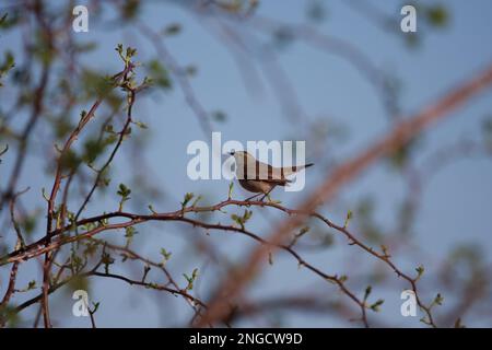 Bluethroat in seiner natürlichen Umgebung in den Hecken hoch oben auf einem Rosenzweig Stockfoto