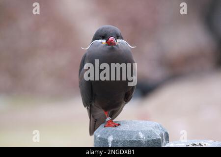 inka tern auf einem Pfosten, der in die Kamera schaut Stockfoto
