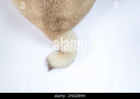 Hundeschwanz auf weißem Hintergrund in Nahaufnahme Stockfoto