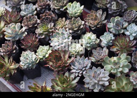 Blütenförmige, saftige Pflanzen, die auf dem Markt verkauft werden. Stockfoto