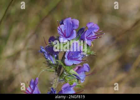 Nahaufnahme der blühenden Viper Bugloss, Blaukraut (Echium vulgare) der Borretschfamilie Boraginaceae. Verschwommenes hohes Gras auf dem Hintergrund. Juli, Holland Stockfoto