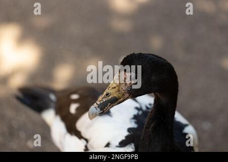 Eine weibliche australische einheimische Feuchtgebiete mit der Elster (Anseranas semipalmata) Stockfoto
