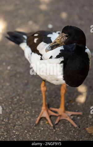 Eine weibliche australische einheimische Feuchtgebiete mit der Elster (Anseranas semipalmata) Stockfoto