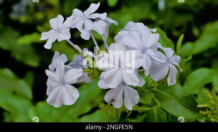 Landschaftsmodus mit wunderschönen Blumen von Plumbago auriculata, auch bekannt als Cape Plumbago, Leaderwort, Blister Leaf, Quaker Blossom usw. Stockfoto