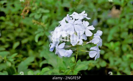 Landschaftsmodus mit wunderschönen Blumen von Plumbago auriculata, auch bekannt als Cape Plumbago, Leaderwort, Blister Leaf, Quaker Blossom usw. Stockfoto