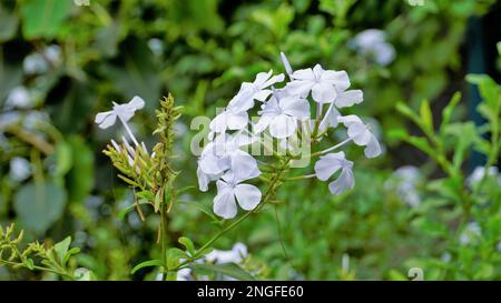 Landschaftsmodus mit wunderschönen Blumen von Plumbago auriculata, auch bekannt als Cape Plumbago, Leaderwort, Blister Leaf, Quaker Blossom usw. Stockfoto