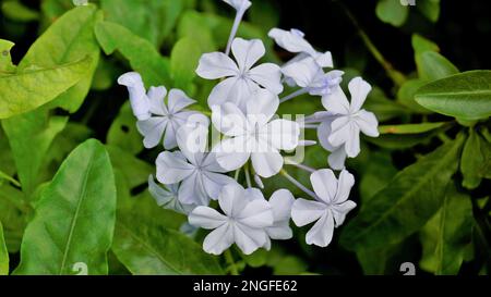 Landschaftsmodus mit wunderschönen Blumen von Plumbago auriculata, auch bekannt als Cape Plumbago, Leaderwort, Blister Leaf, Quaker Blossom usw. Stockfoto