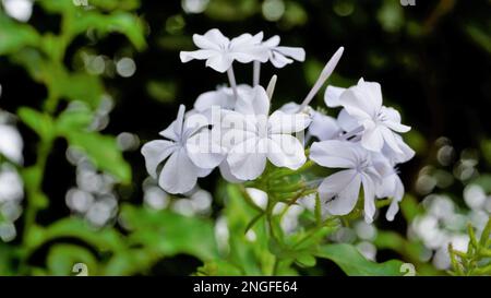 Landschaftsmodus mit wunderschönen Blumen von Plumbago auriculata, auch bekannt als Cape Plumbago, Leaderwort, Blister Leaf, Quaker Blossom usw. Stockfoto