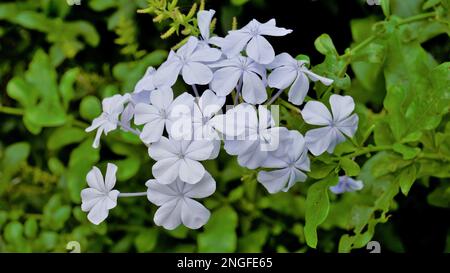 Landschaftsmodus mit wunderschönen Blumen von Plumbago auriculata, auch bekannt als Cape Plumbago, Leaderwort, Blister Leaf, Quaker Blossom usw. Stockfoto